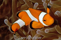 One of many in the Philippine waters, D300, 105VR by Larry Polster 